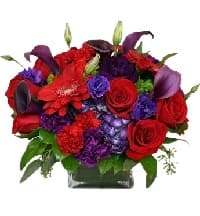 fiori dom33