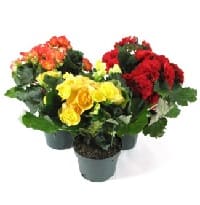fiori