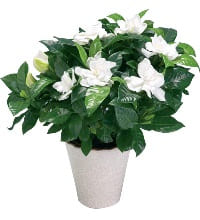 fiori dom58