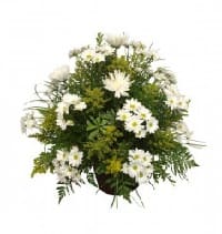 fiori